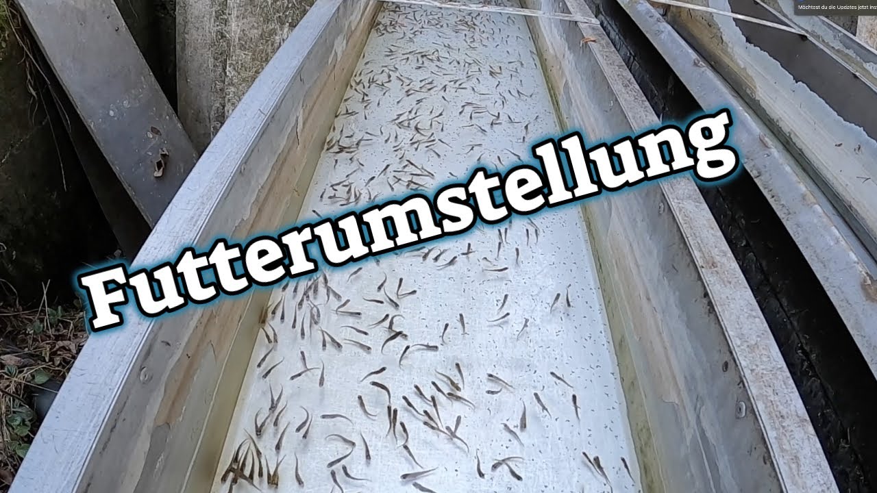 Futterumstellung bei den Seeforellen