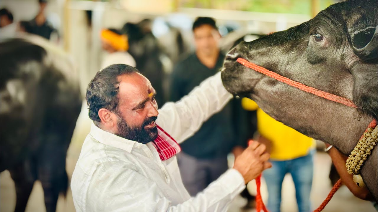 Laddu yadav Sadar 2024