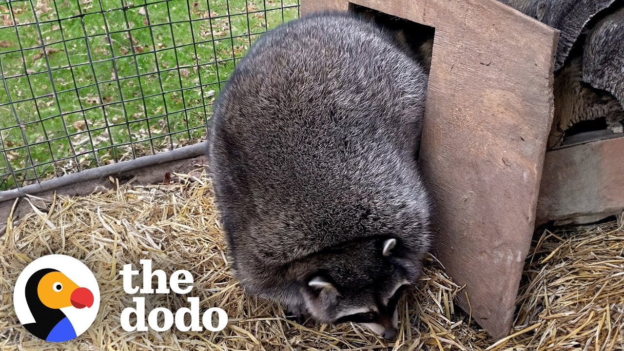 Ожиревшие еноты садятся на диету — и это работает! | The Dodo
