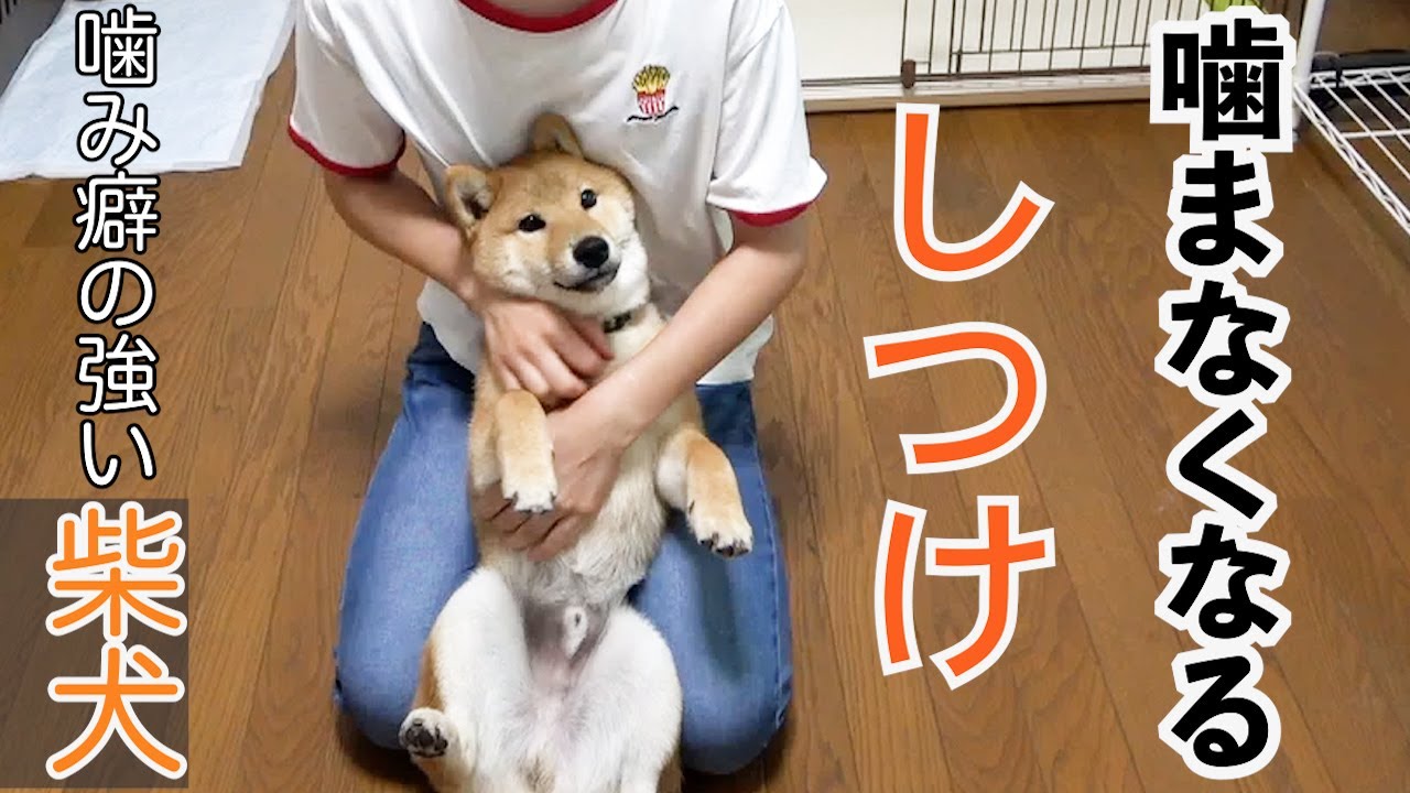 【柴犬】4ヶ月から飼い始めて、こんなに良い子になりました！【しつけ】