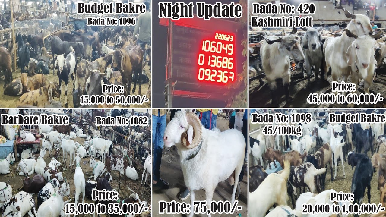Deonar Bakra Mandi Day 5 Night update | 22nd June | 2023