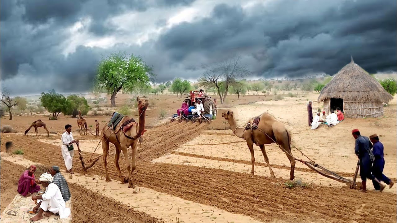 Cultivation With Camels And Tractor|Thar Desert Fields |Village Life|Desert Village Life|Desert Life