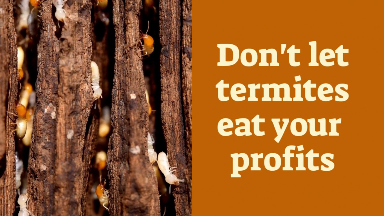 Best Huntington Beach Termite Inspection Escrow  - Affordable Termite Control Hunt.Bch 657 2133-933