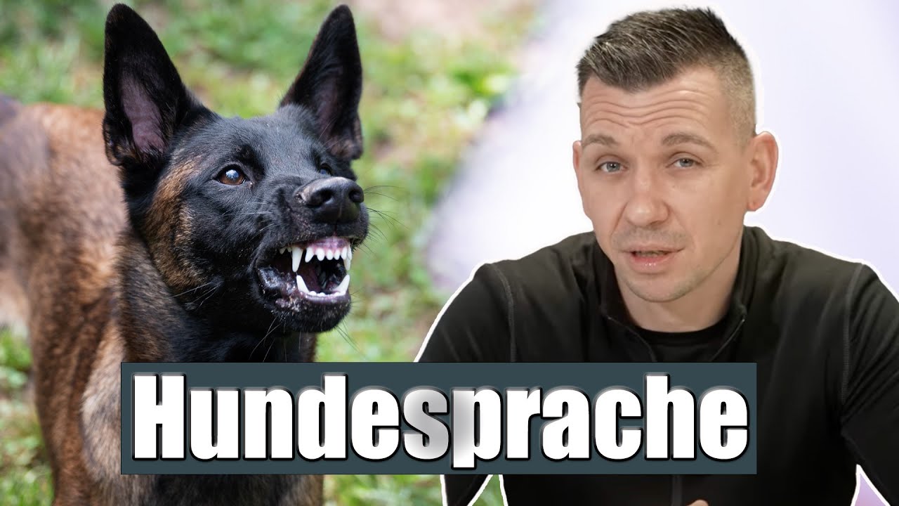 Körpersprache und Signale deines Hundes RICHTIG verstehen!