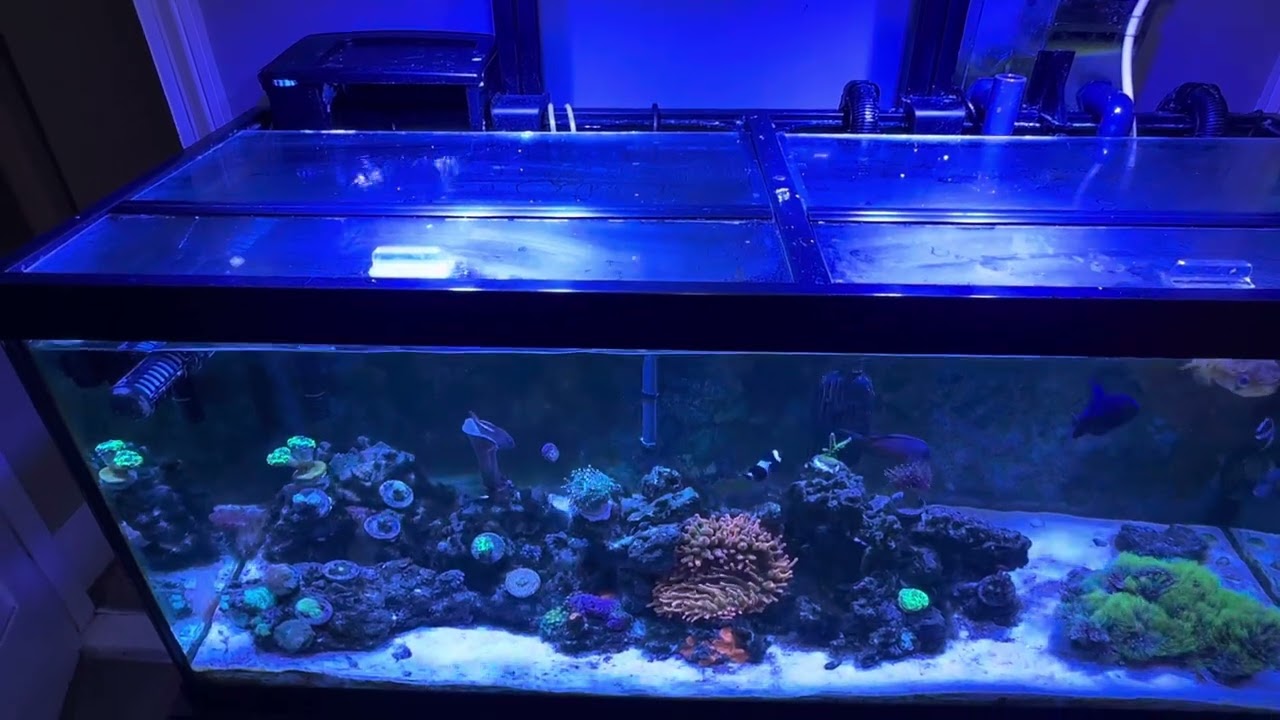 Sumpless Reef Tank Equipment