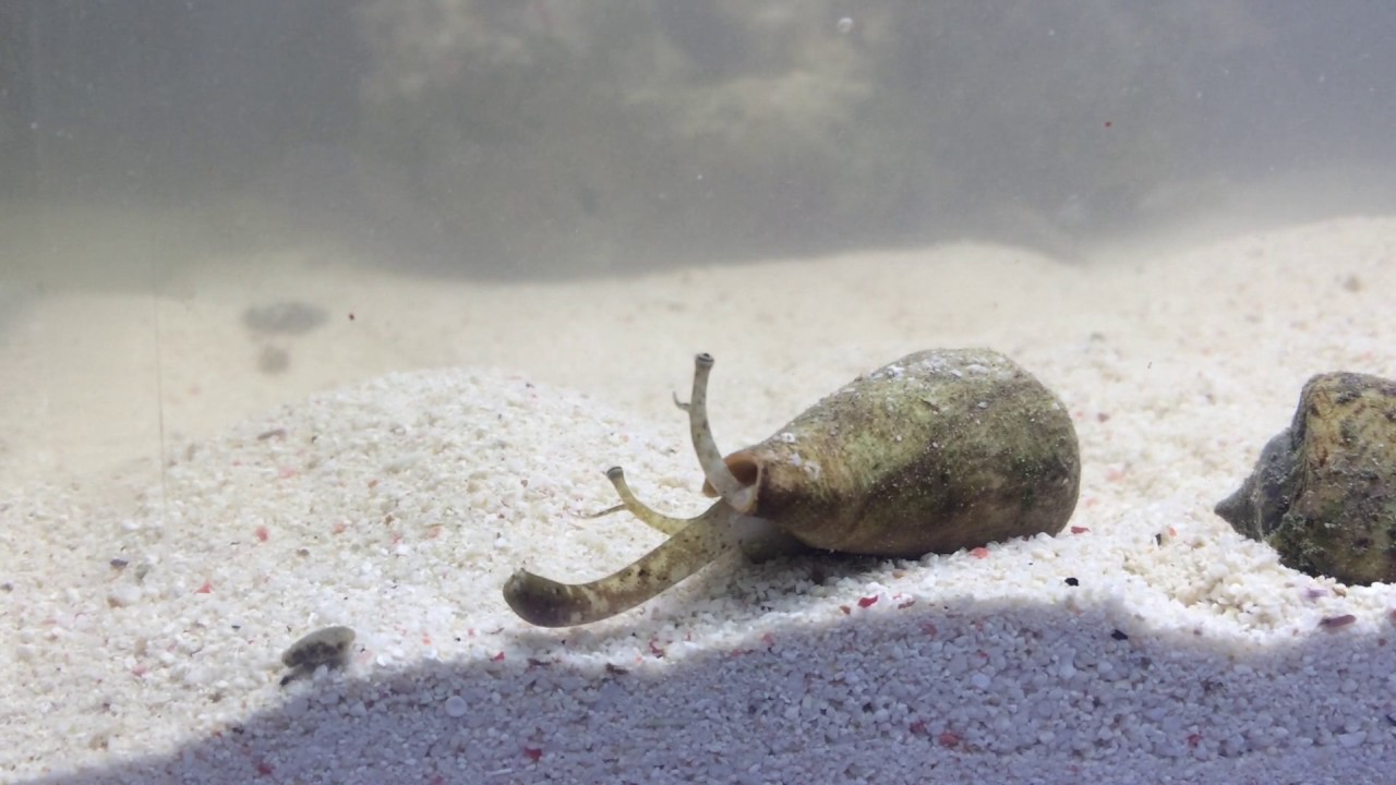 Strombus snail feeding