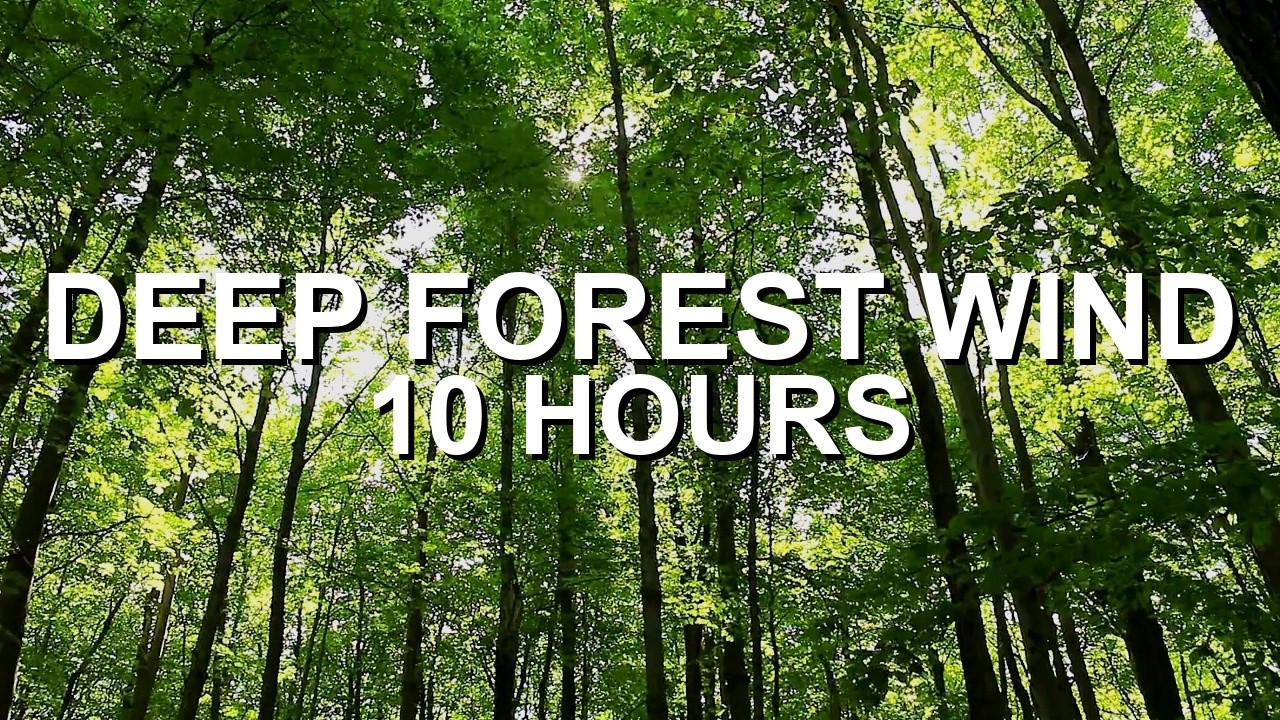 Forest Wind for Focus & Sleep 🌲 | Wind Through Trees Ambience (5 Hours)