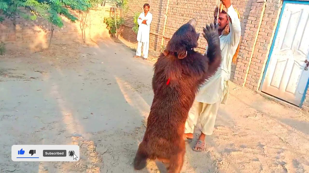 bear dance in pakistan | Bear dance | Bear street talent in pakistan| Bear dance in a village