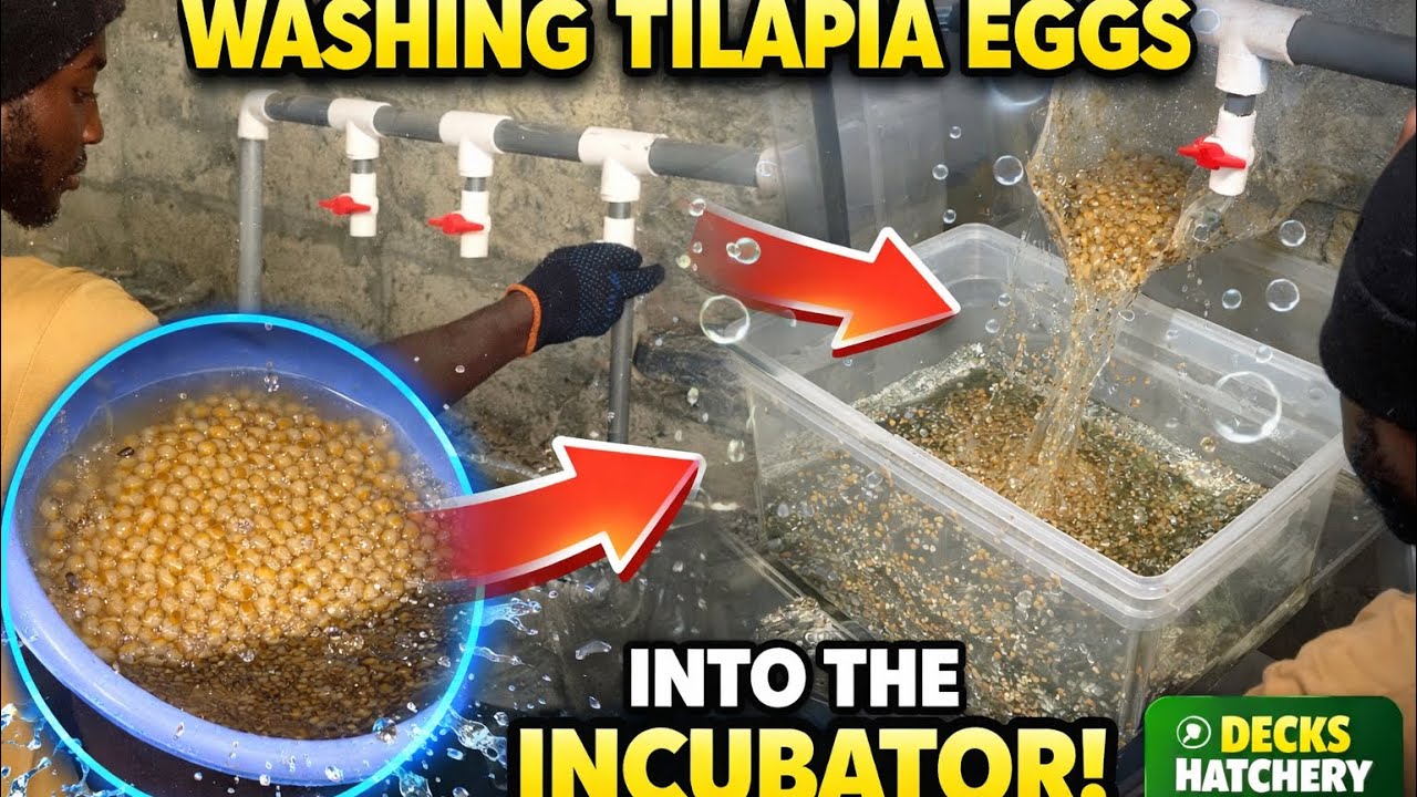 Step-by-step process of washing tilapia eggs and transferring them into the incubator