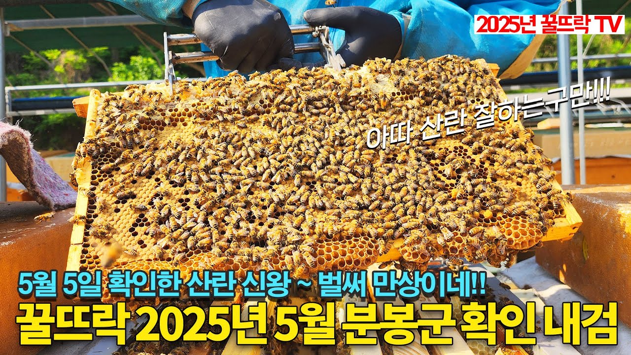 #양봉_ #분봉군 내검하기. 벌써 만상벌이네요. 5월 #양봉관리 #분봉 #종봉 #꿀뜨락 #양봉일기 | #귀농 | #bee #꿀벌 #beekeeper