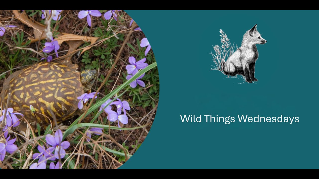 Wild Things Wednesday: Return of the Prairie Cicadas