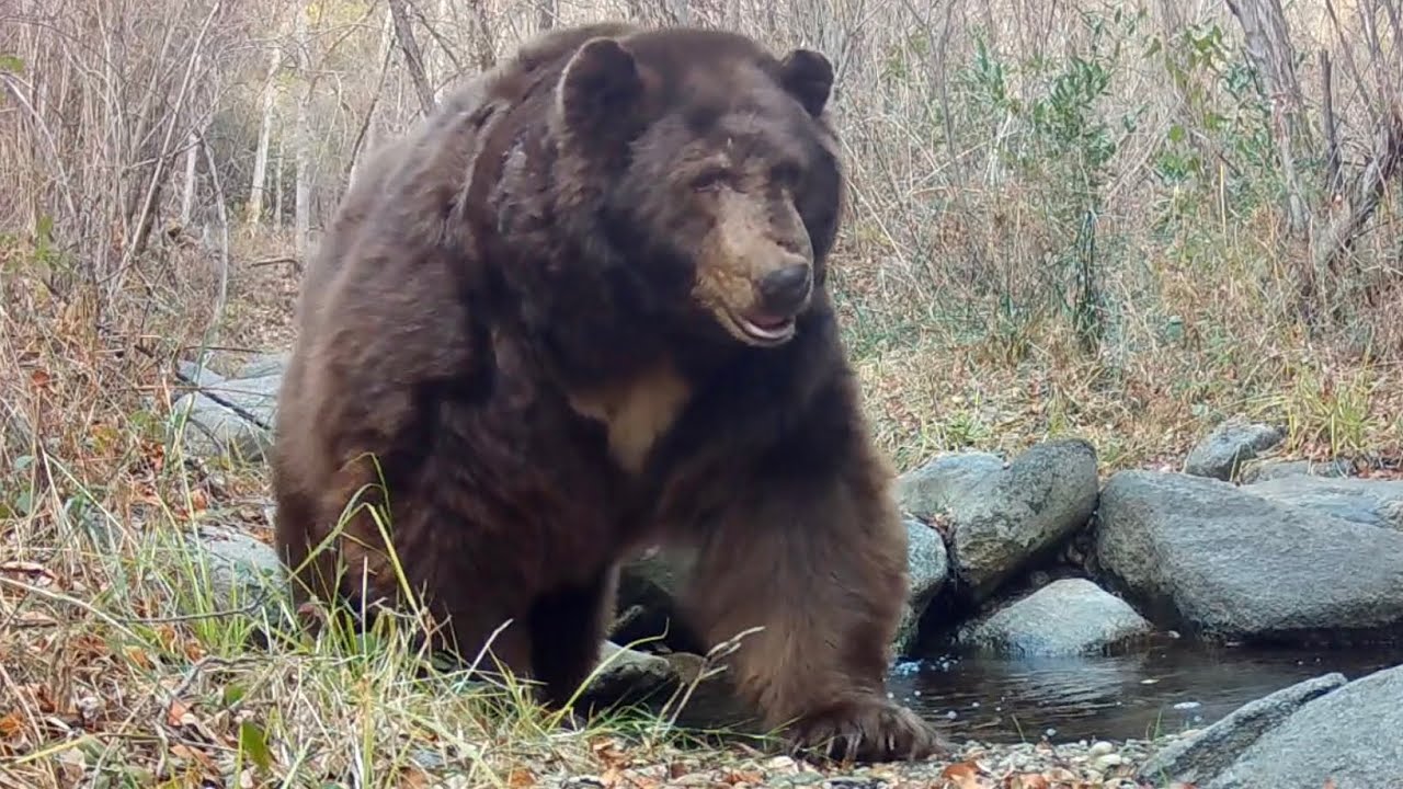 Wild Times In 2025 In The Angeles National Forest: A Year In Review