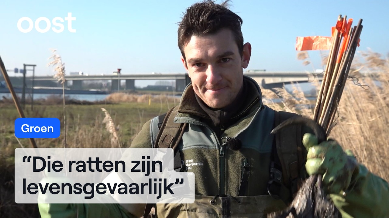 Muskusrattenbestrijder Denny wil dat er geen muskusrratten in Nederland leven | RTV Oost