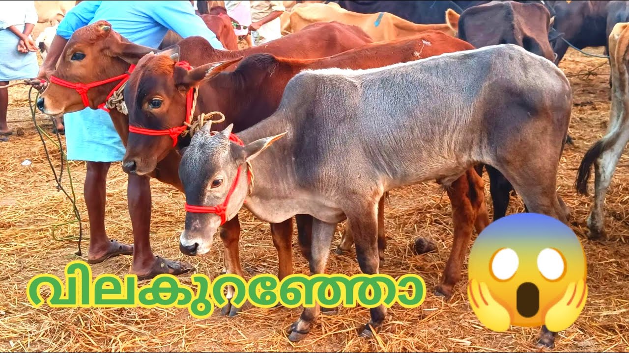 അപൂർവയിനം കന്നുകളുടെ വൻ ശേഖരം | Vaniyamkulam Chandha | Buffalo | TECH AND VLOGS