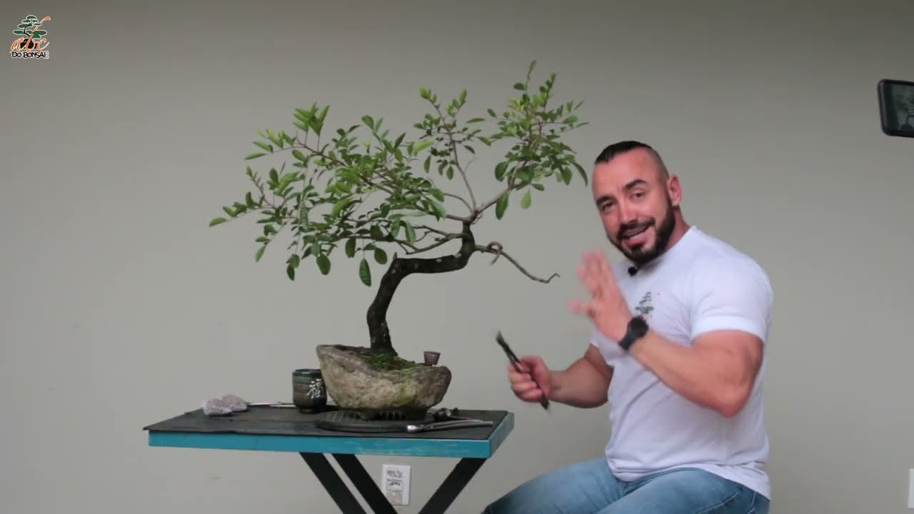 Bonsai de Aroeira Pimenteira