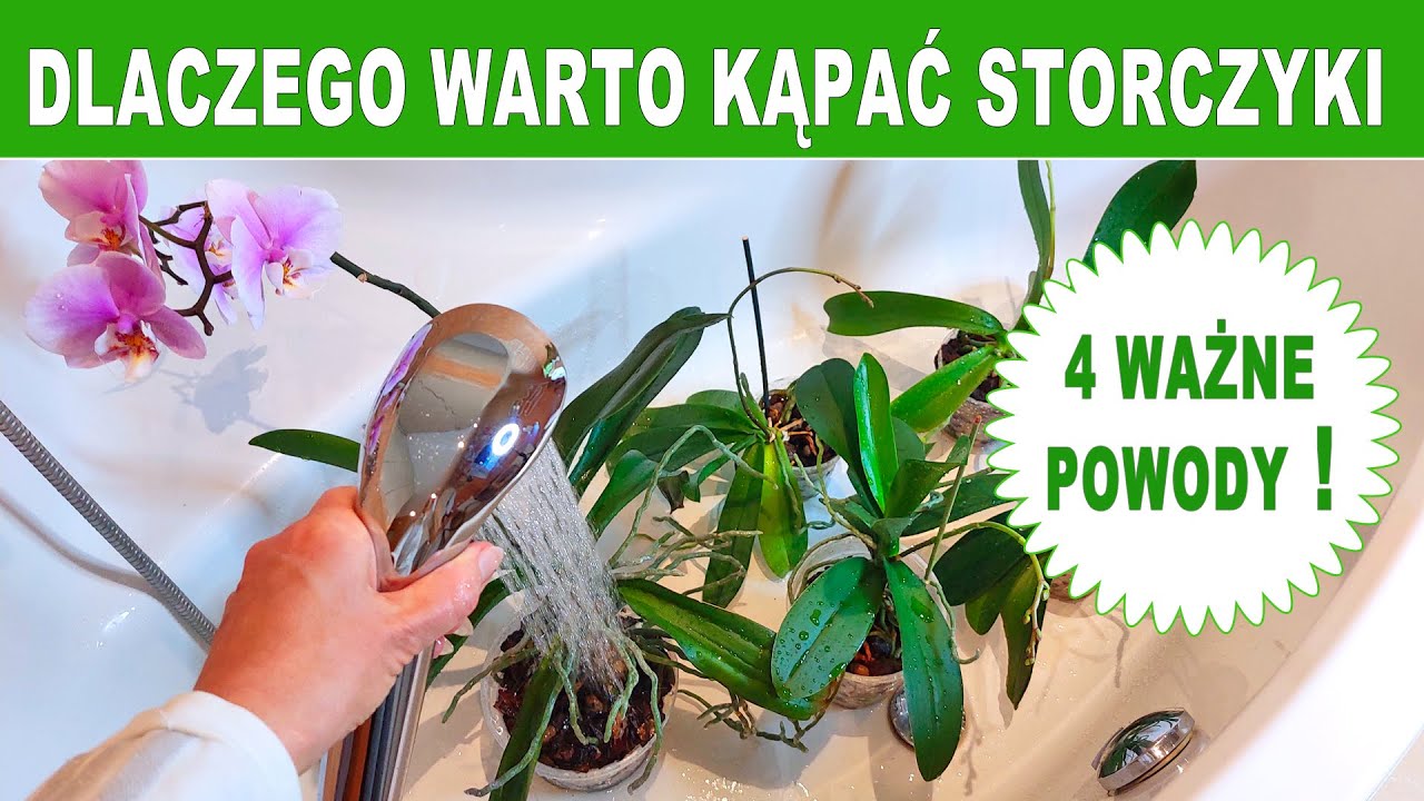 4 Powody Dla Których Warto Kąpać Storczyki | Jak Pielęgnować Storczyki