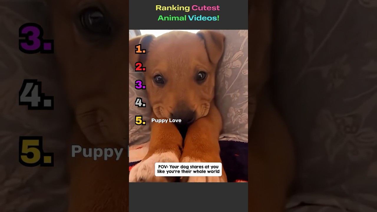 Cute & Funny Animal Videos 🐶🐱 | FloofyFriends 
