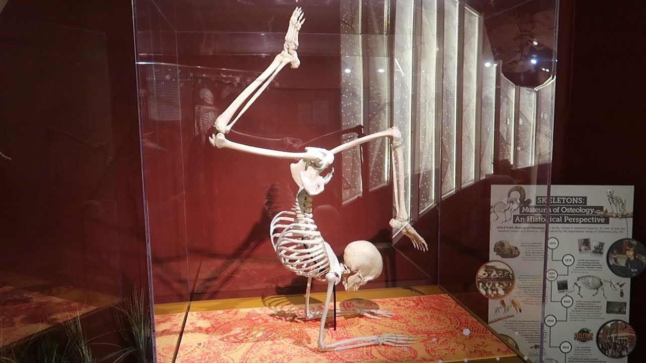 Orlando Rainy Day Ideas! | The Skeleton Museum!