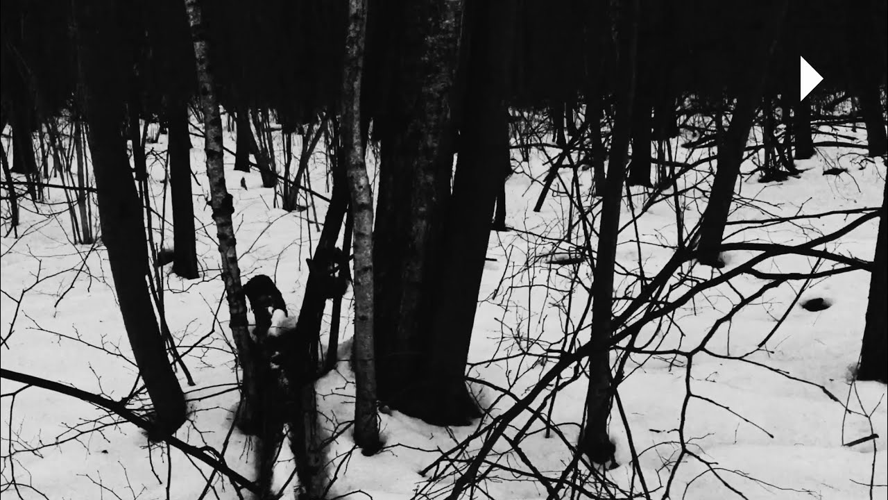 Macron - Snow-Covered Forest