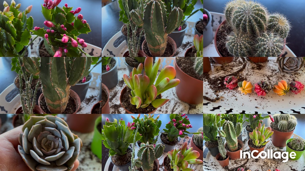 Bi dünya kaktüsten gelen güzellikler & Kargo açılımı