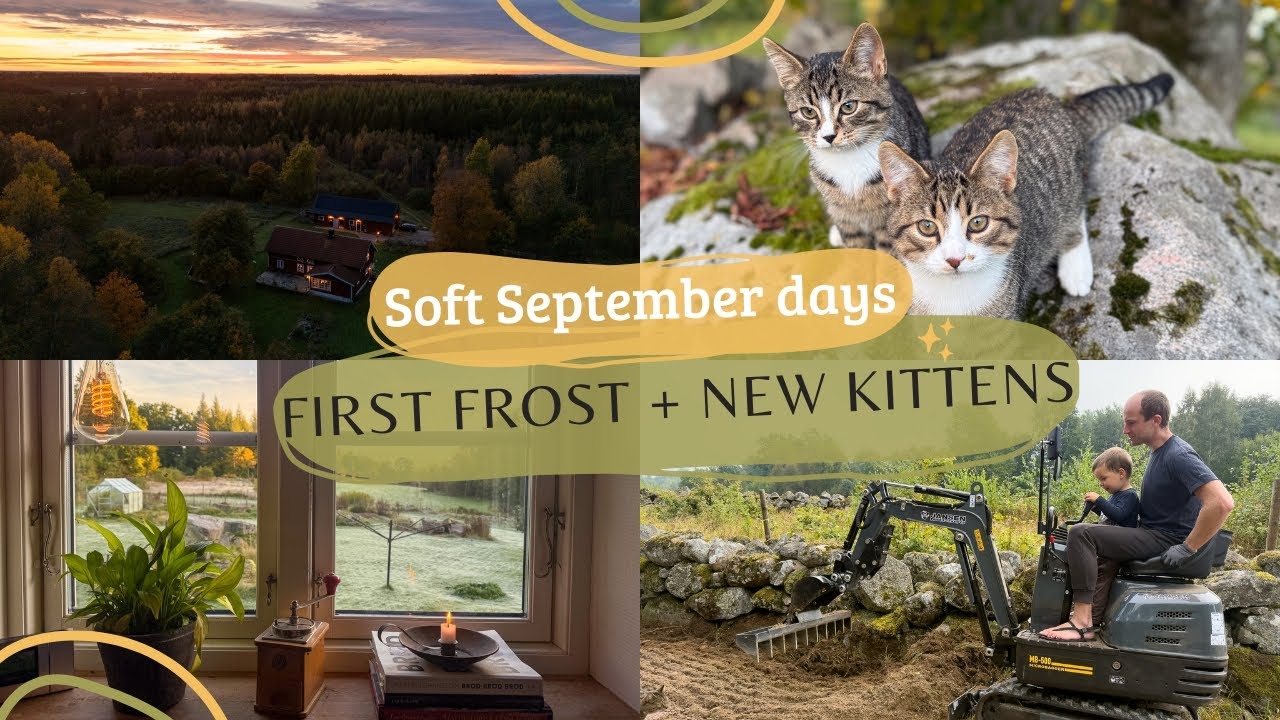 Where Summer Fades into Fall | Forest Life in Southern Sweden