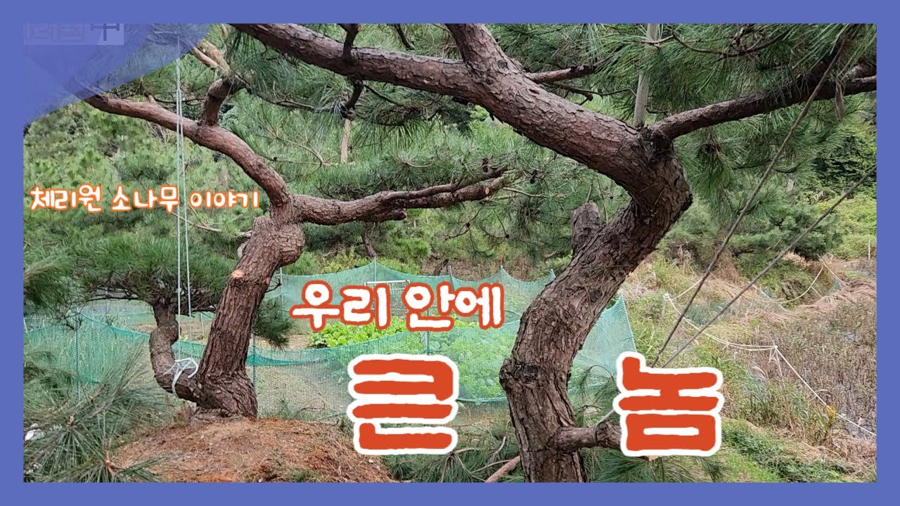 우리 안에서 큰 놈을 손대 봤습니다.