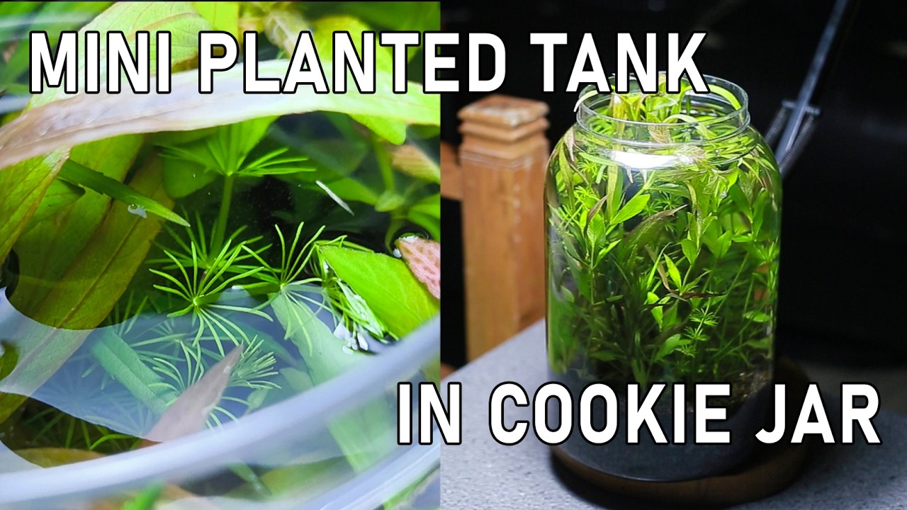 I Turned a Cookie Jar Into a Nano Planted Tank