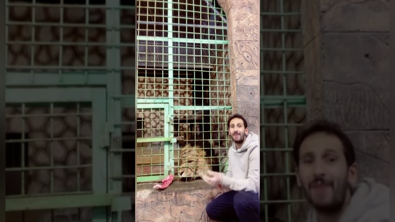 حديقة الحيوان بالطائف  (من ايش يزعل الاسد و من ايش يخاف🤔😏)