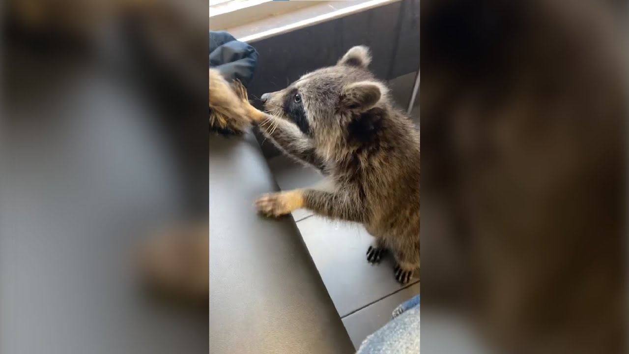 WATCH: Raccoon strolls around McDonalds in Toronto | 'What are you doing here?'