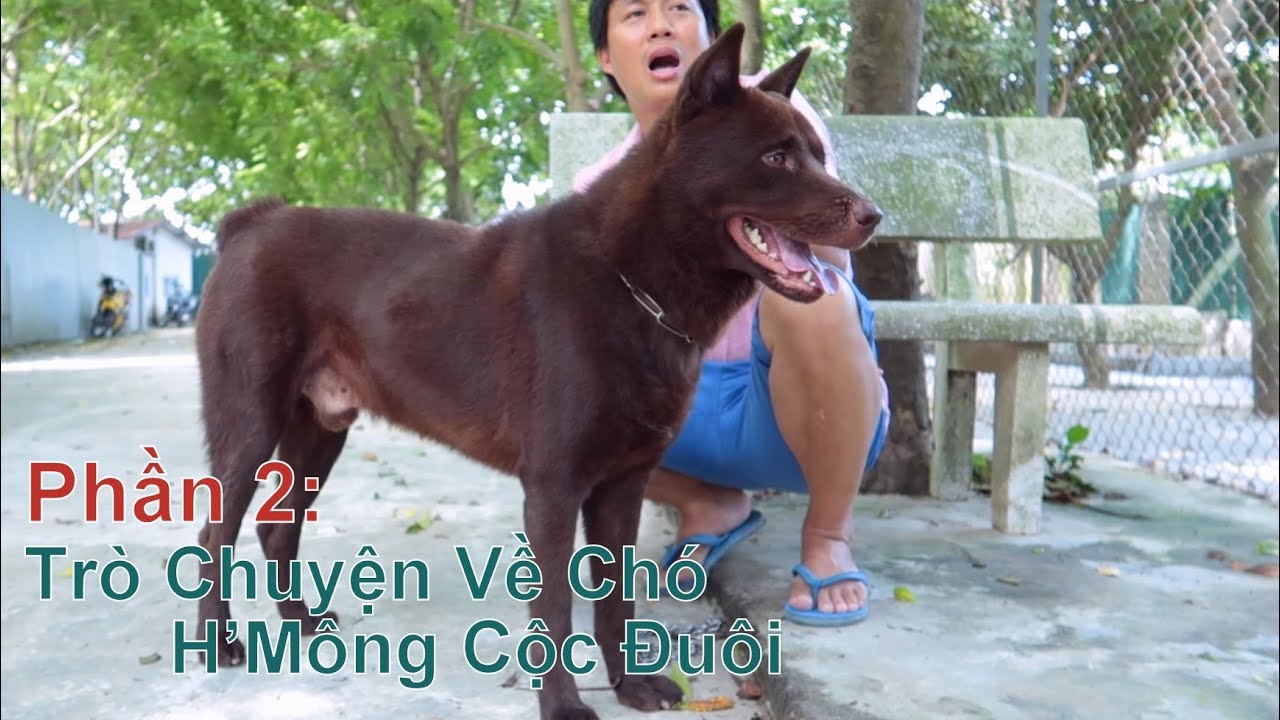 P2: Tìm Hiểu về Giống chó H'Mông Cộc Đuôi/ Quốc Khuyển Việt Nam/ NhamTuatTV