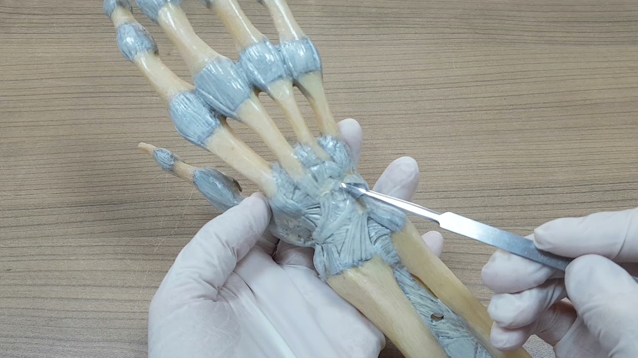 El Bileği Eklemi (Art. carpalis) Anatomisi