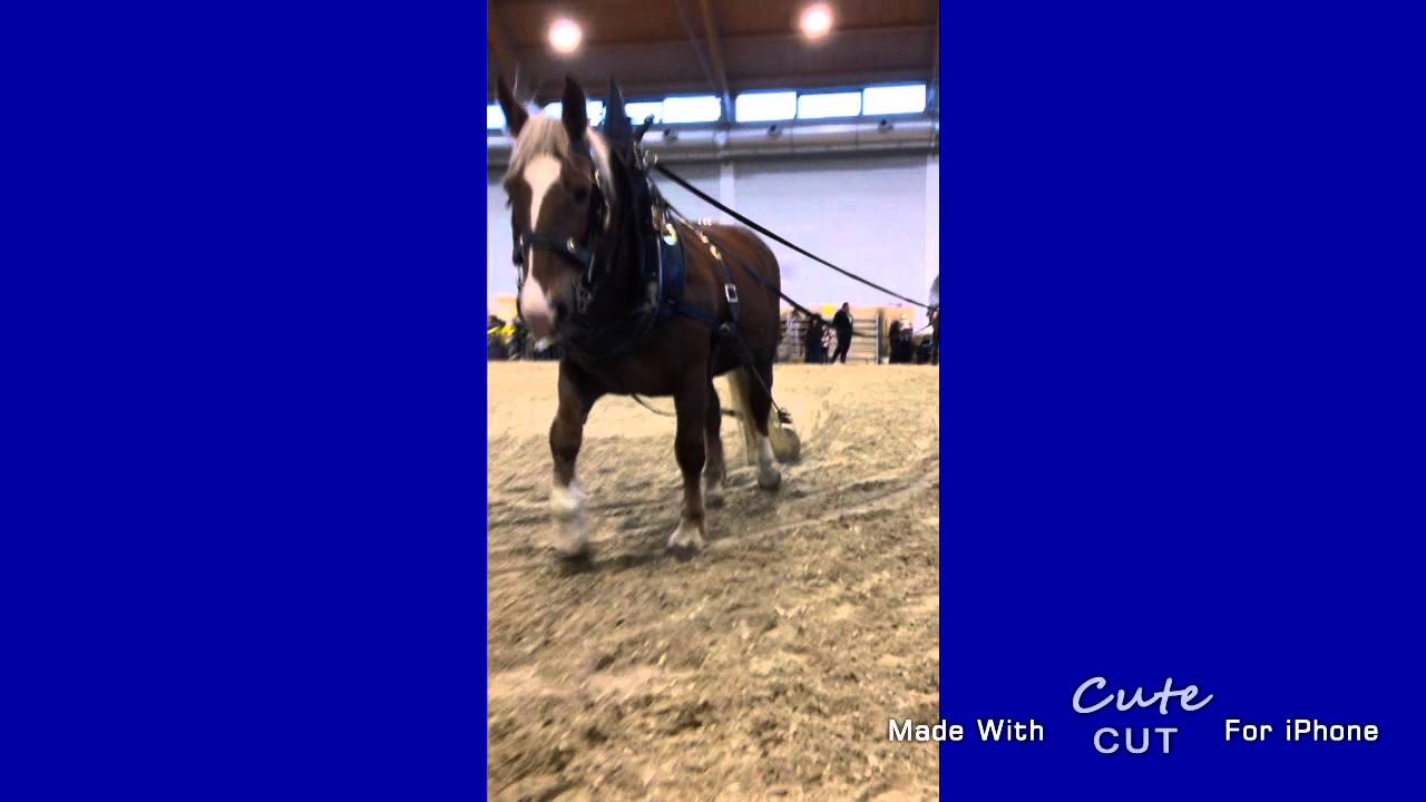 Pferd Bodensee 2014