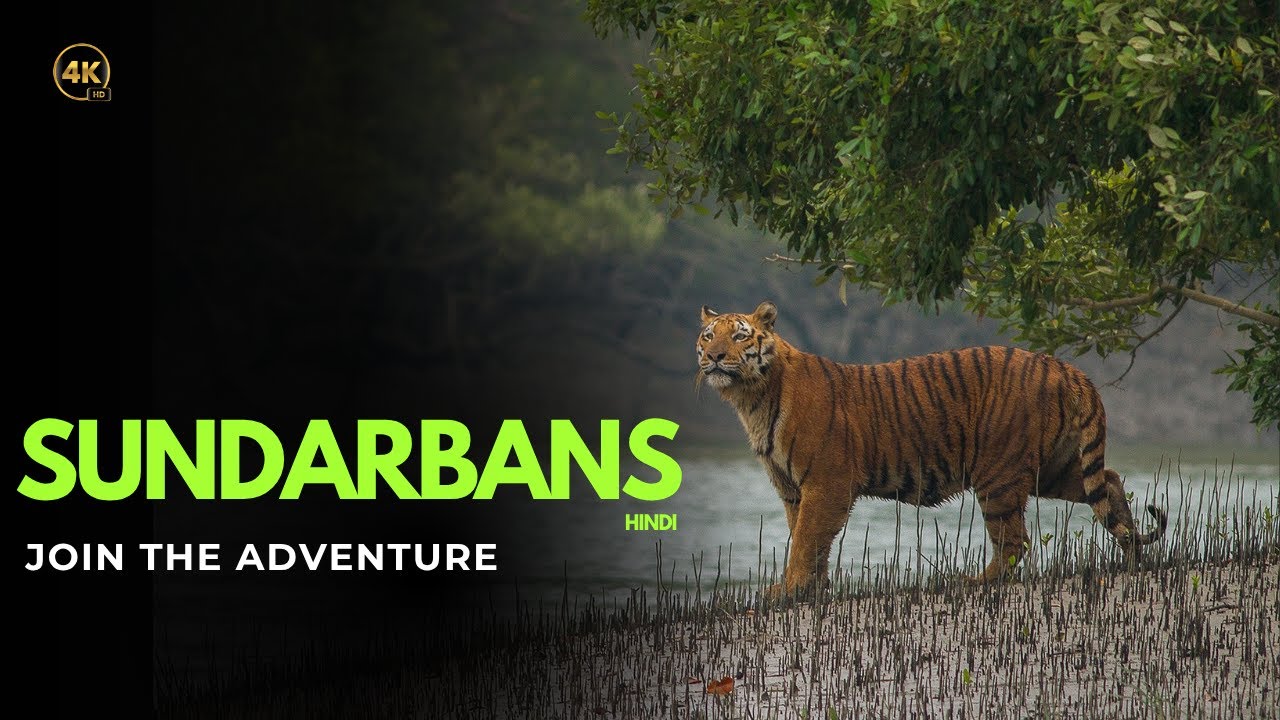 Day 2 Part 1 | MYSTERIOUS SUNDARBAN |  Largest Mangrove Forest In The World | West Bengal | Hindi