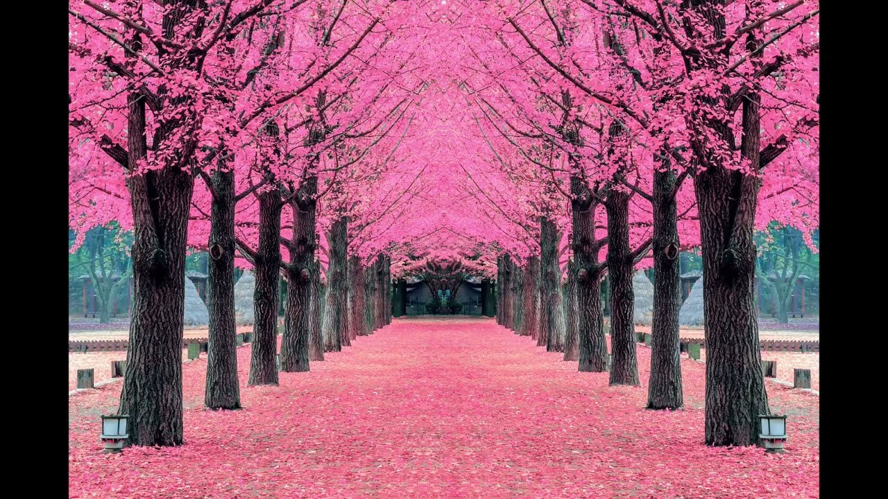 Relaxing Cherry Blossom Wallpaper – 1 Hour of Peaceful Pink Trees | T.V. Wallpaper 