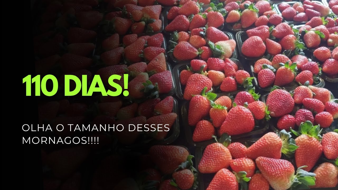 Colheita de Morangos com 110 Dias! Veja a Produção e Qualidade dos Frutos