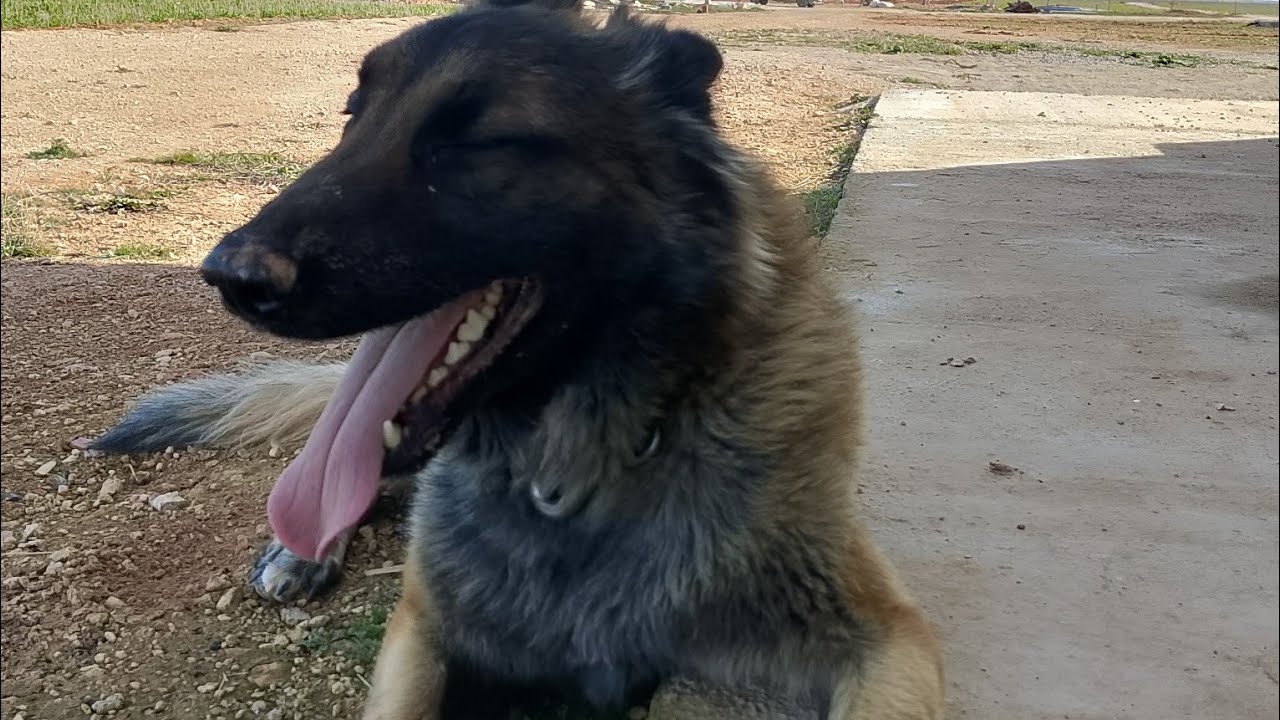 What Breed Is This Dog? | Can You Identify This Dog’s Breed?