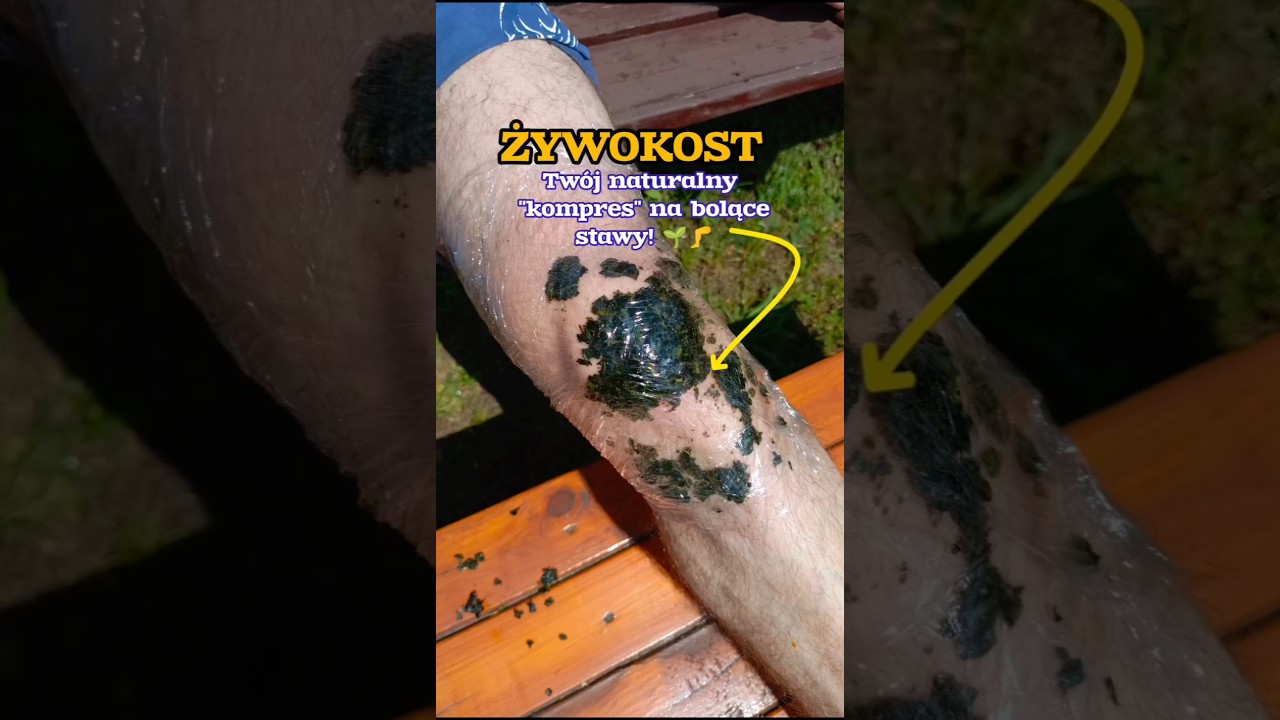 Koniec z b&oacute;lem kolana🦵! Zr&oacute;b okład z liści żywokostu i poczuj ulgę!