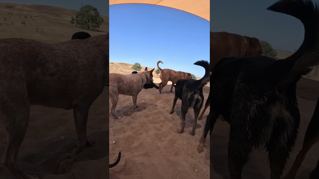 Group Play - Multi Day Video (see chapters)