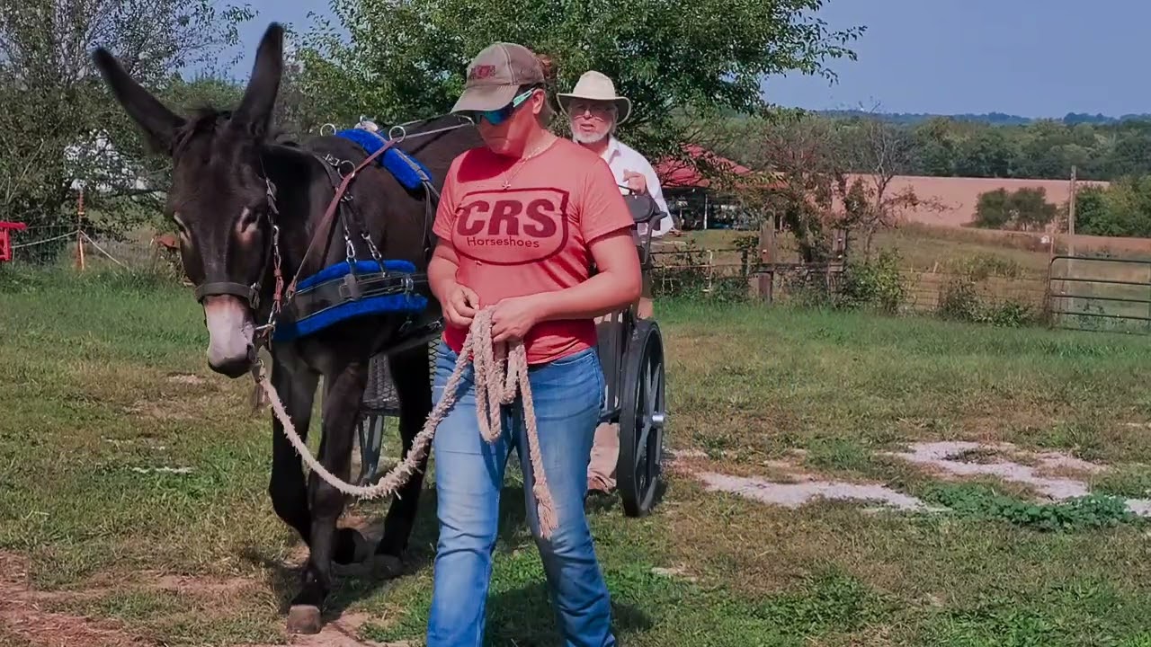 Buttercup cart training lesson 2 20251001