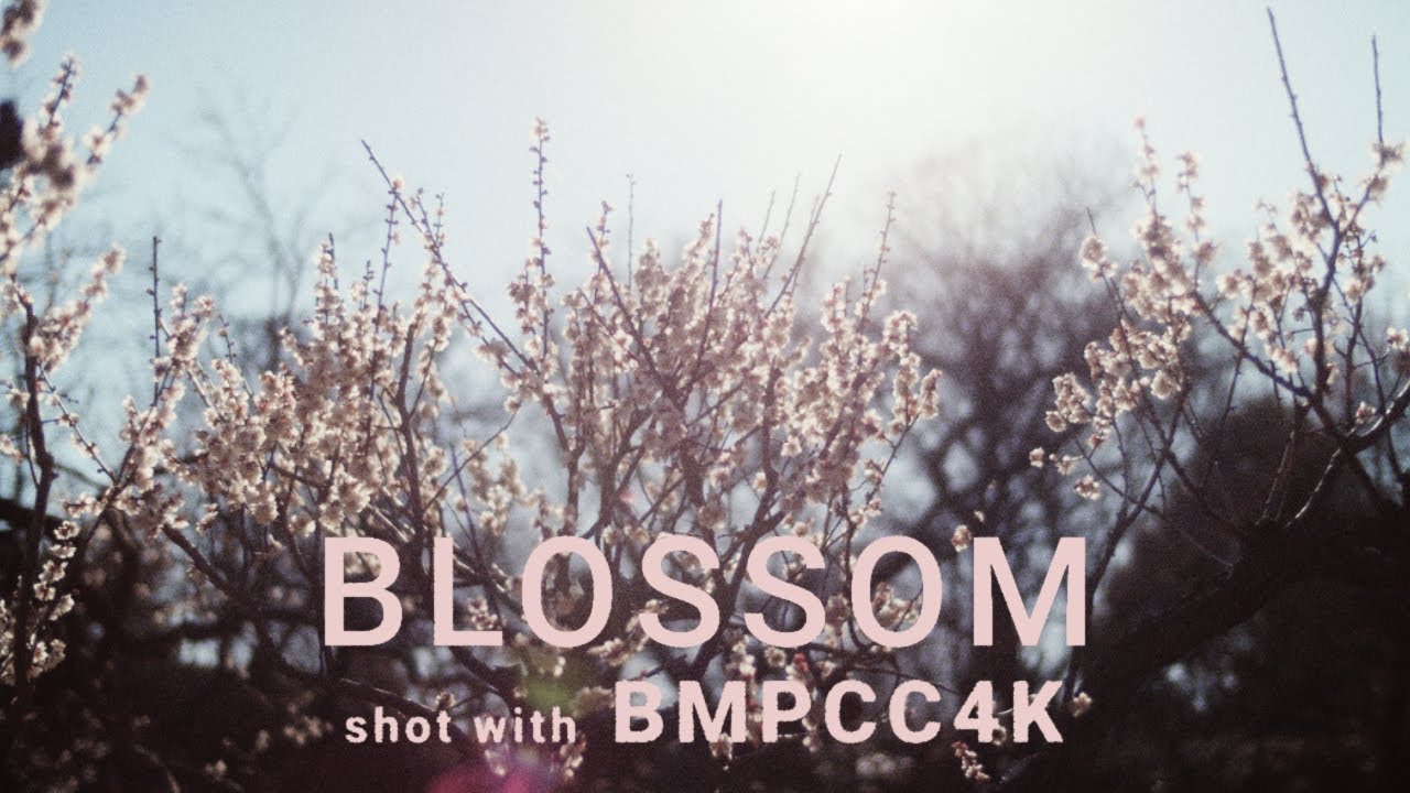 Cinematic Film | BLOSSOM（横浜/大倉山梅林）| BMPCC4K | NOKTON 25mm F0.95 | FilmConvert