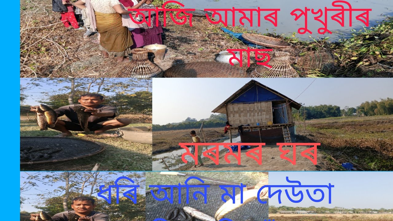 আজি আমাৰ পুখুৰীৰ মাছ ধৰি আনি মা দেউতা পিন্দ দিলোঁ  Doley ome 🙏🙏🙏