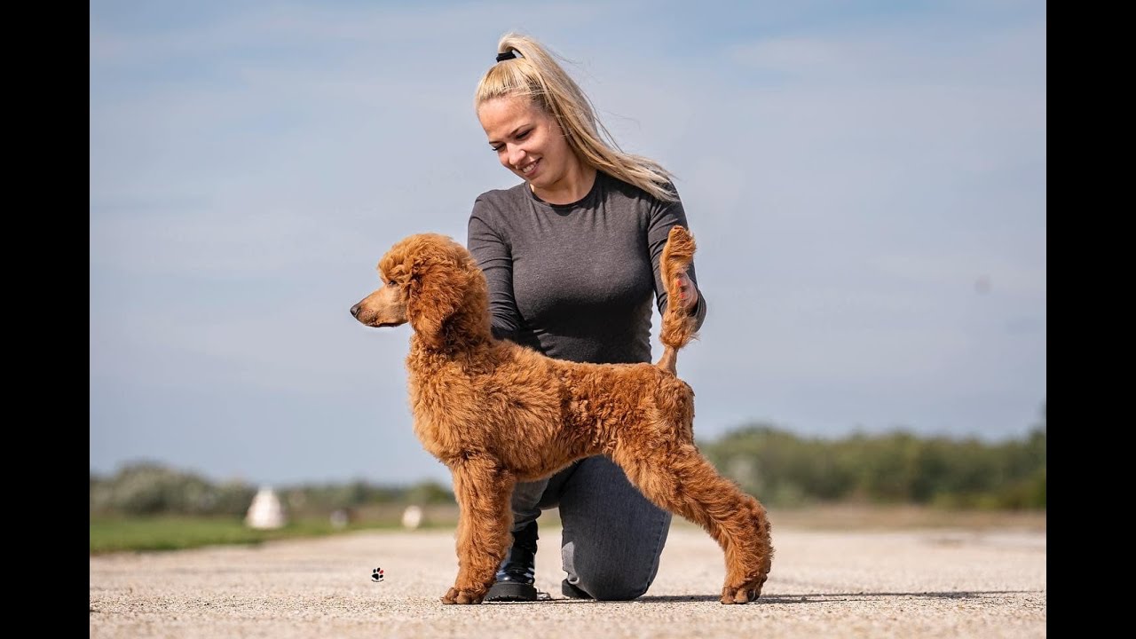 DORICONIC KENNEL & ÓRIÁS USZKÁR: Megbízható Tenyésztők, Geipl Dóri, Doriconic Kennel, Óriás Uszkárok