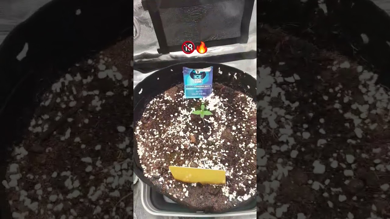 GROW TENT DEILED IN FOR SOUR DIESEL 