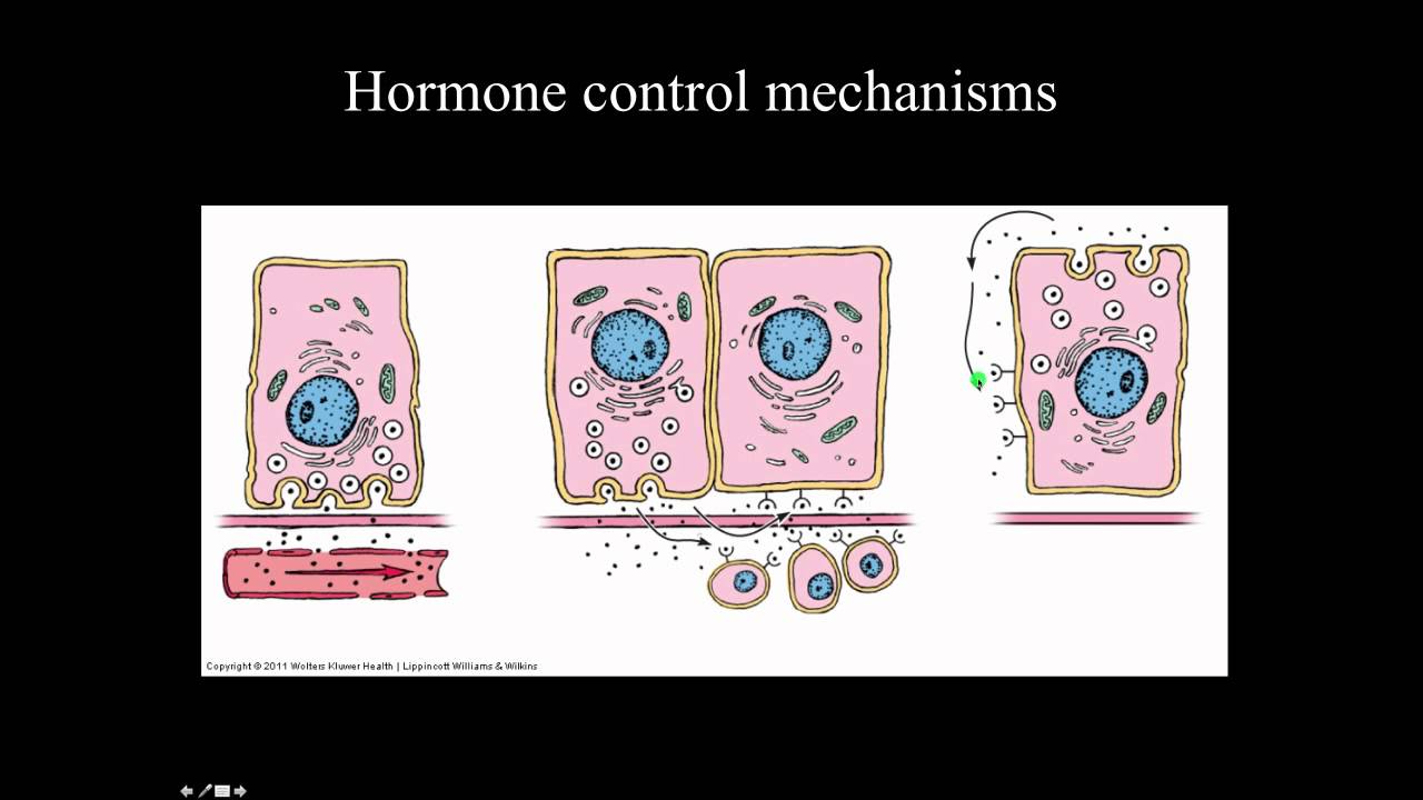 Endocrine Overview and Pineal Gland
