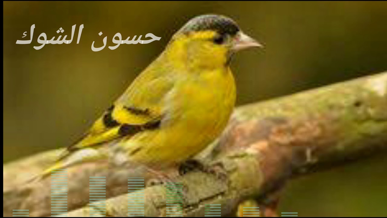 نصف ساعه من تغريد طائر حسون الشوك - الطرنجان - النعاري- خالي من الأخطاء