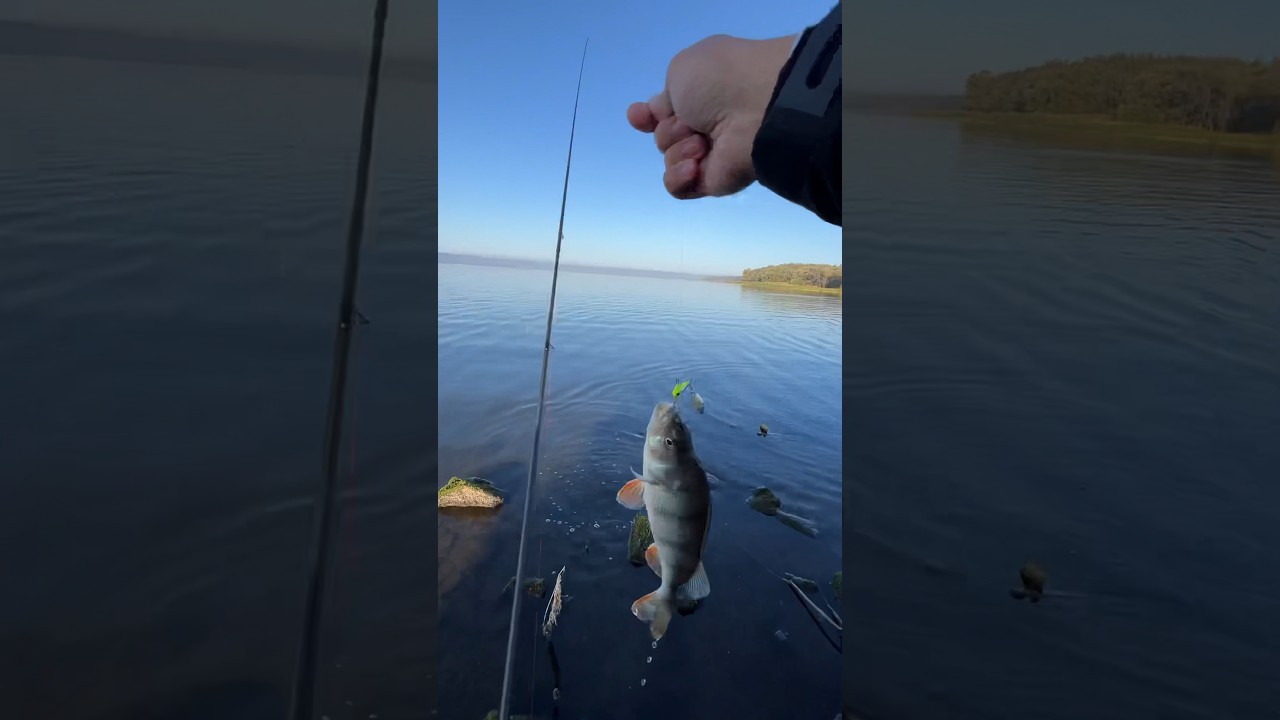 Окунь на tailspinner 
