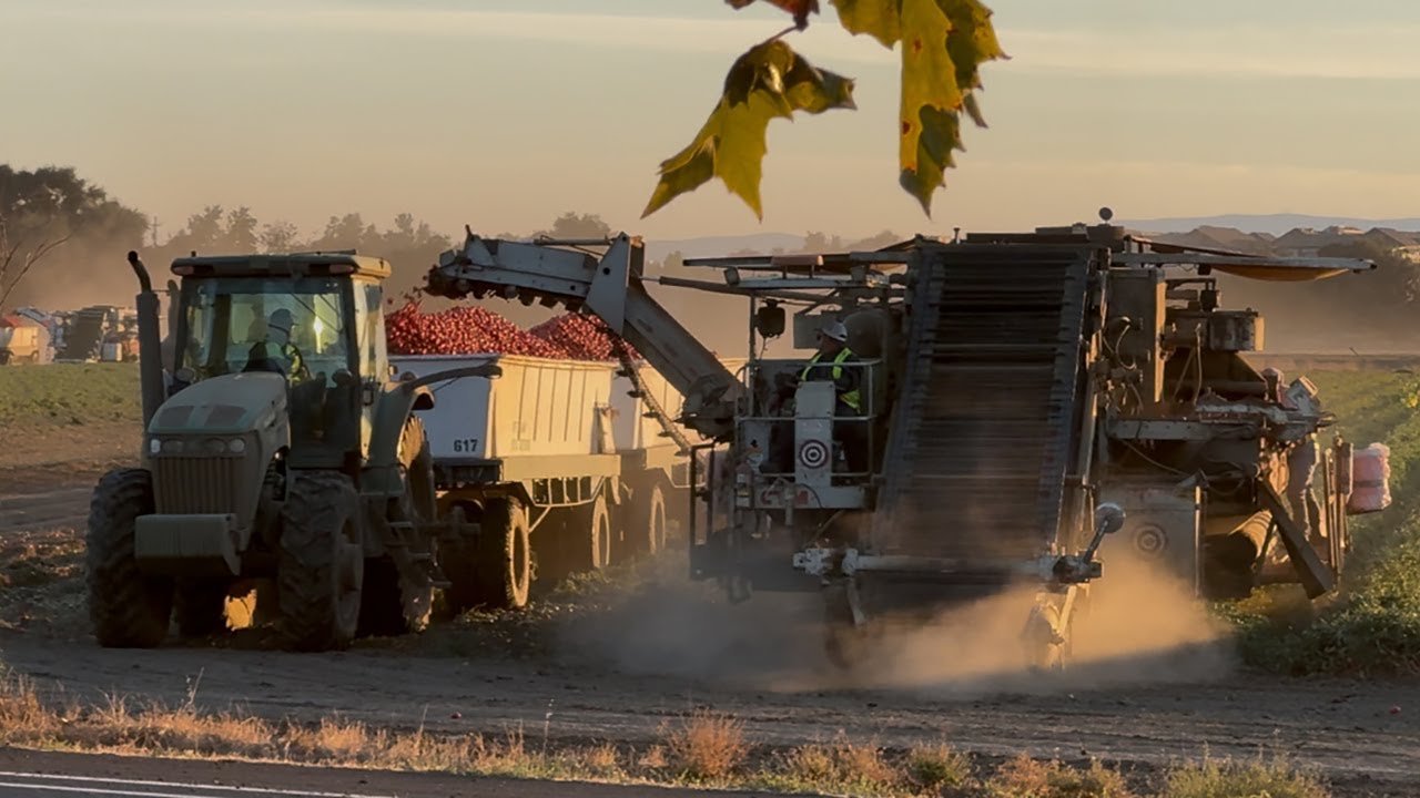 Tomato Harvest in Davis, #California Yolo County #Agriculture #Farming #johndeere #Tractor #Summer