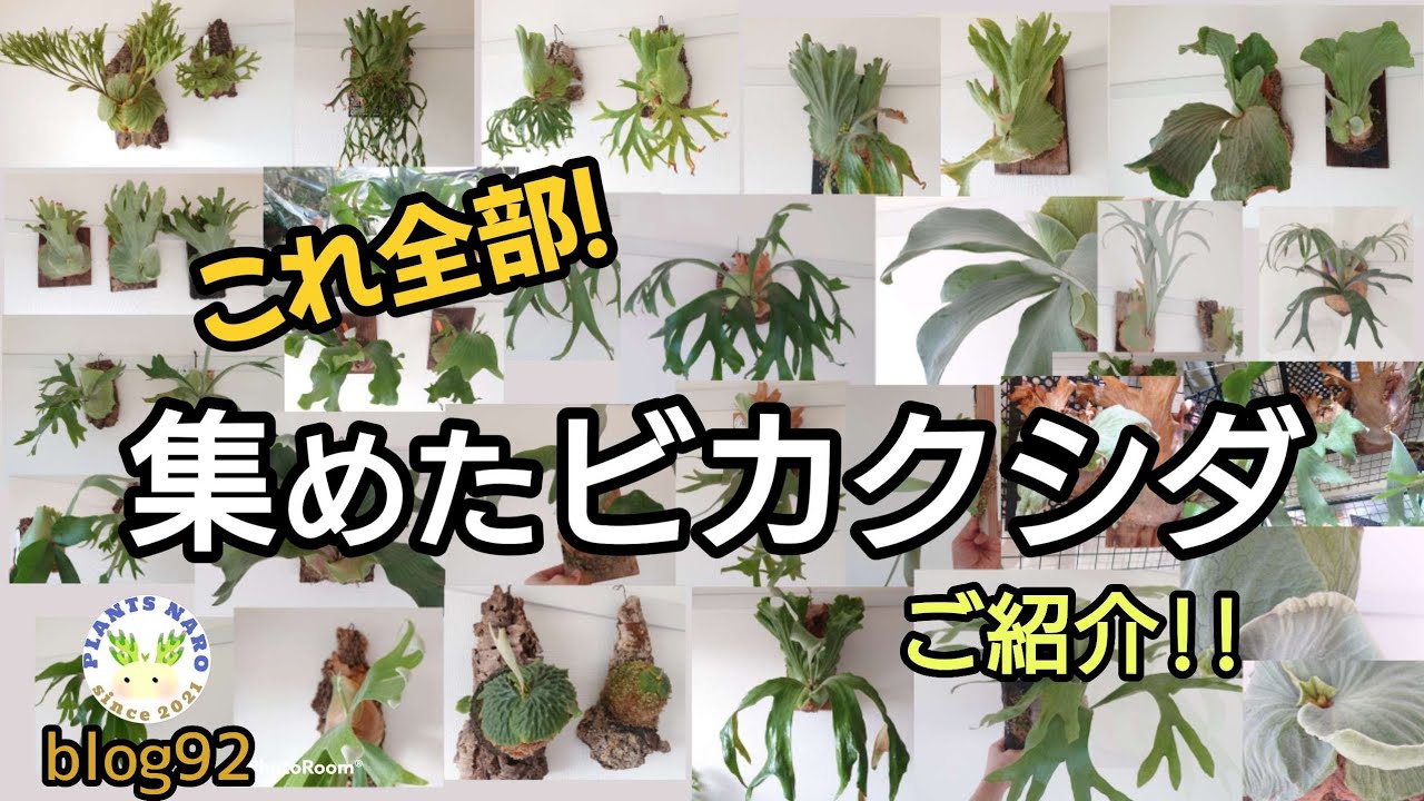 【コレクション】今まで収集したビカクシダ 全部見せ🌱