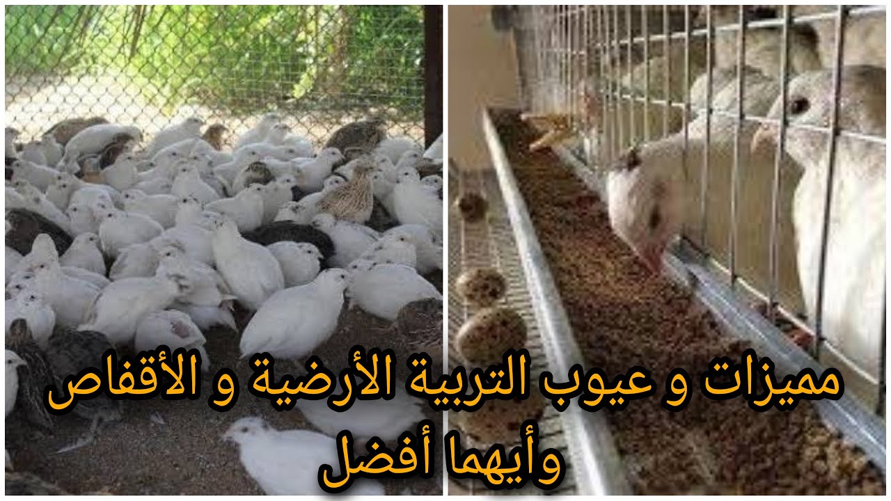 مميزات و عيوب تربية السمان في الاقفاص و الأرضية وأيهما أفضل.