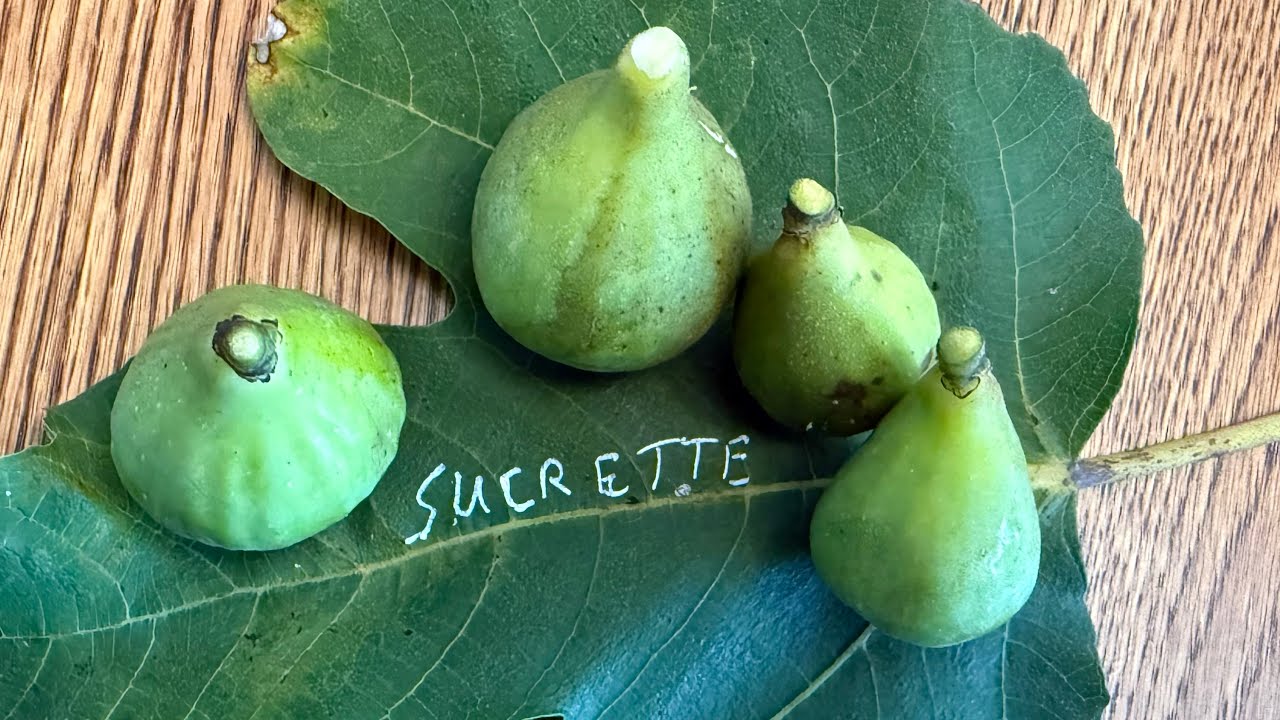 Sucrette Fig Tasting September 11